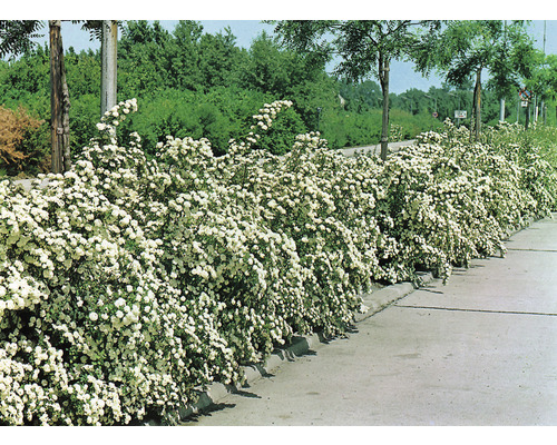 Spiraea  vanhouttei Häck 0/1/2 50-80 CM - 2