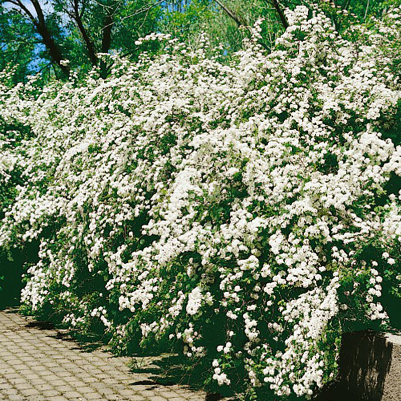 Spiraea  vanhouttei Häck C1  30-50 CM KRUKODLAD
