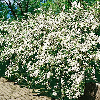 Spiraea  vanhouttei Häck C1  30-50 CM KRUKODLAD