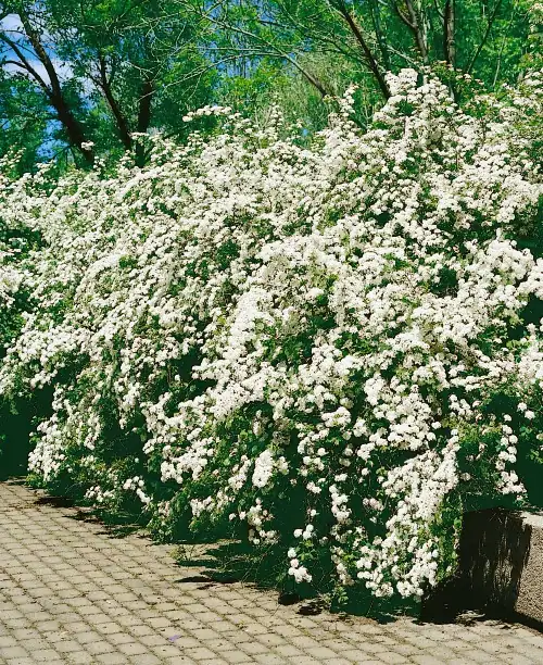 Spiraea  vanhouttei Häck C1  30-50 CM KRUKODLAD - 3