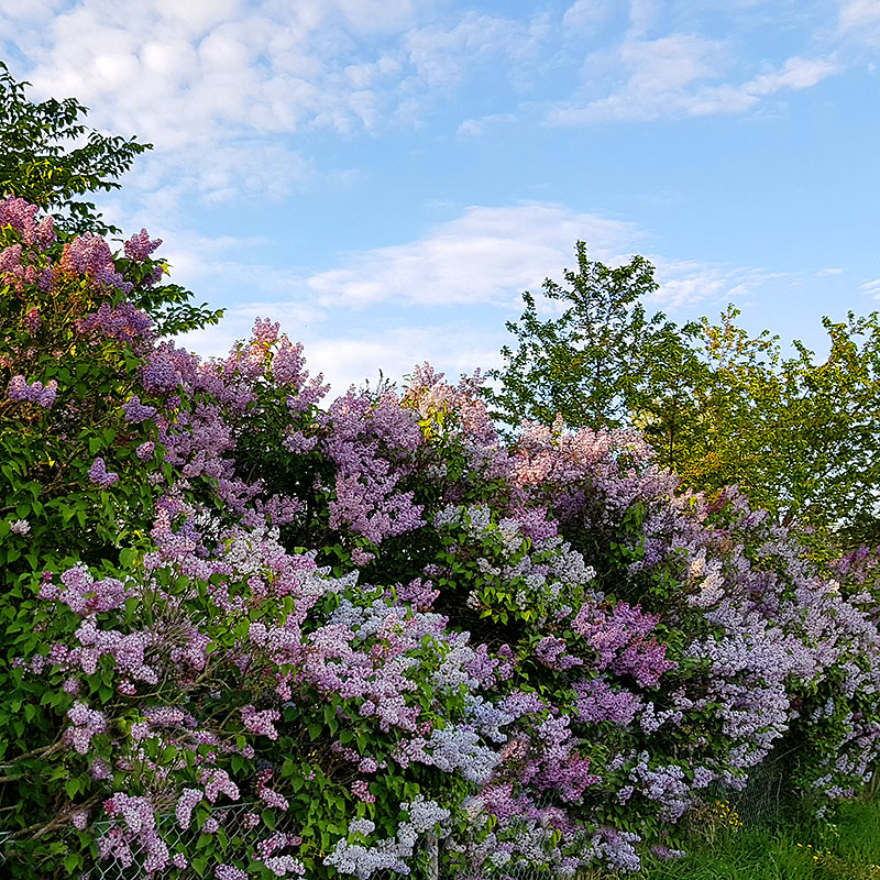 Syringa vulgaris Häck C1   CM KRUKODLAD