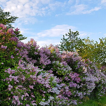 Syringa vulgaris Häck C1   CM KRUKODLAD