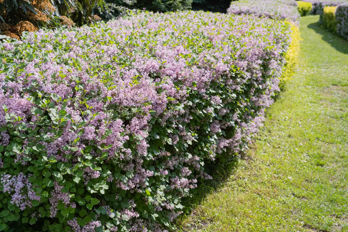 Syringa vulgaris Häck C1   CM KRUKODLAD - 3