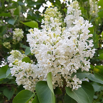 Syringa vulgaris f. alba Häck 2/2 30-50  CM
