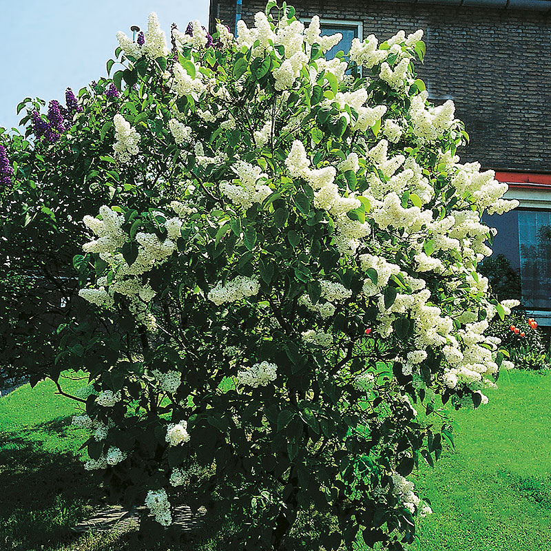 Syringa vulgaris f. alba Häck 2/2 30-50  CM - 3