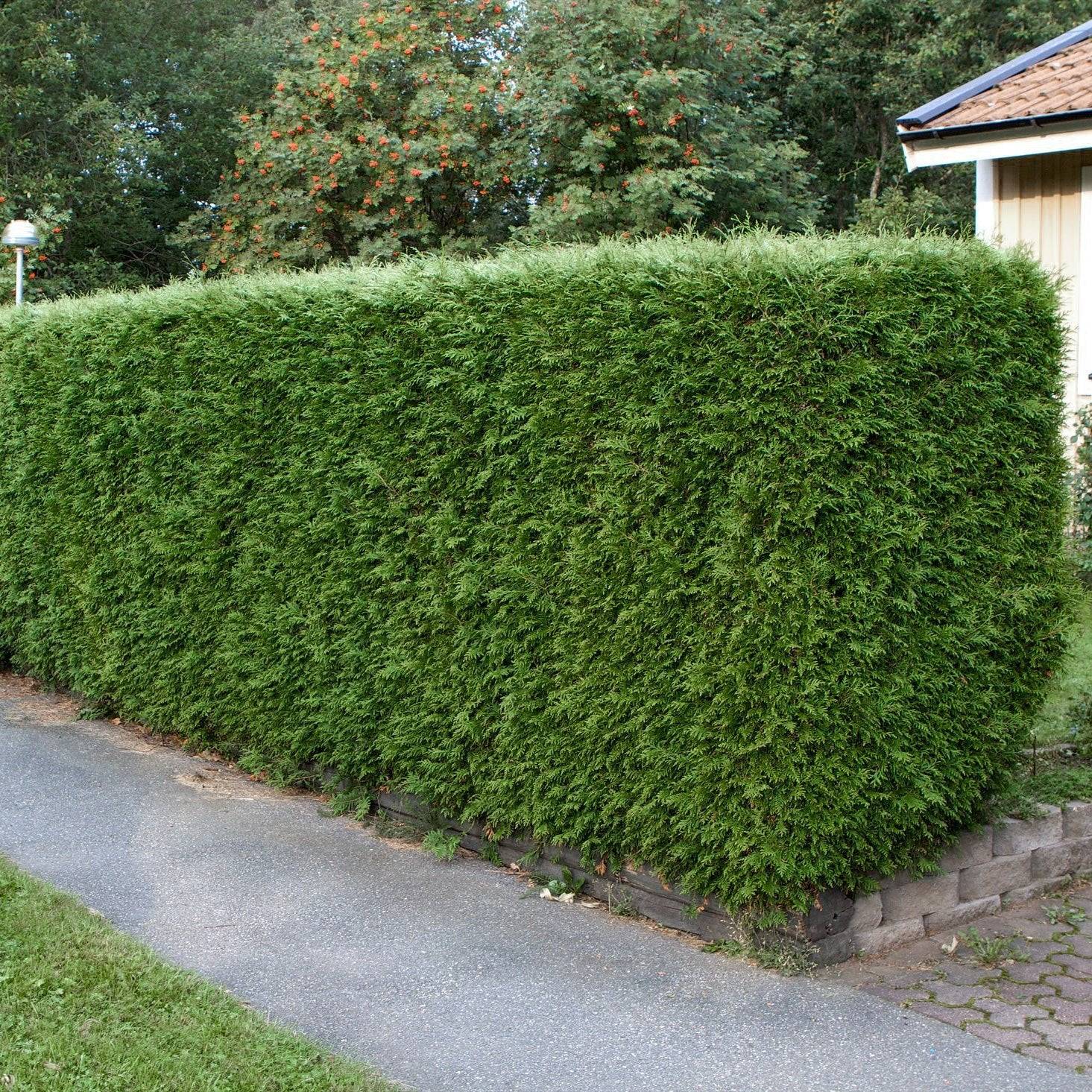 Taxus media Hillii Häck C1   KRUKODLAD