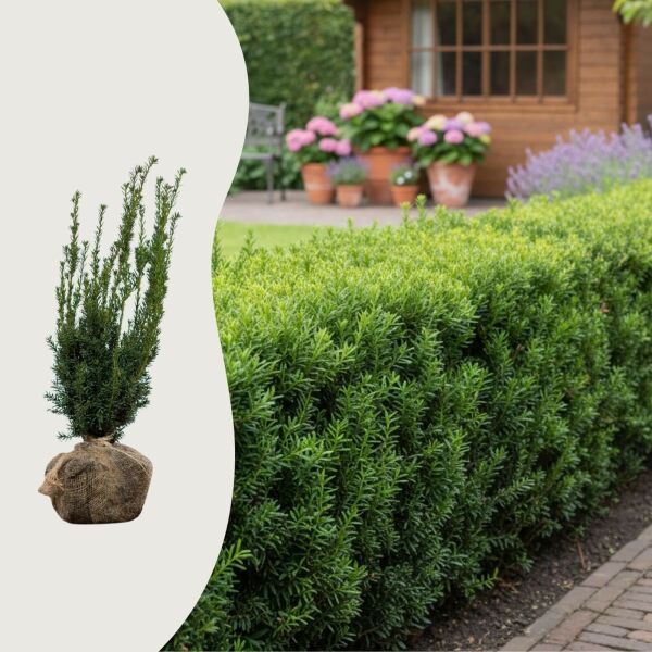 Taxus media Hillii Häck C1   KRUKODLAD - 3