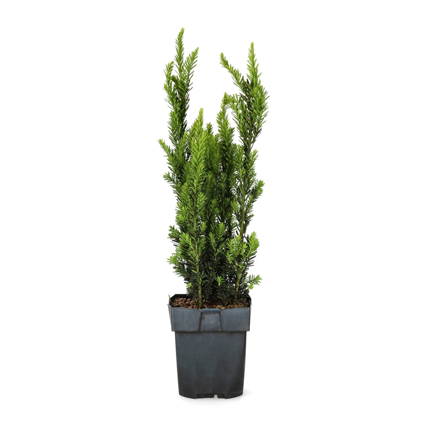 Taxus media Hillii Häck C1   KRUKODLAD - 2
