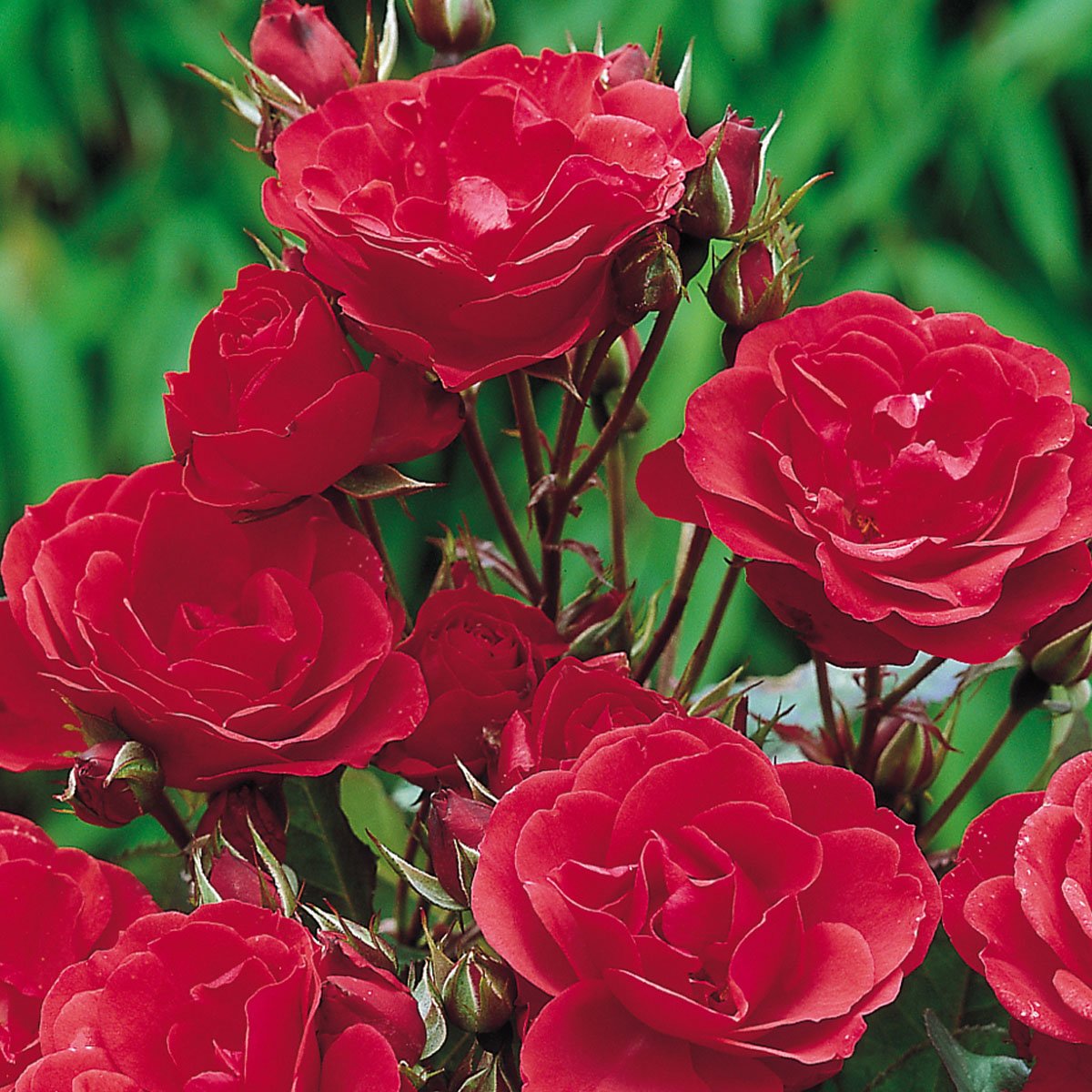 Rabattros / Floribundaros  ALLOTRIA  (Tanal)   A-kv PC - 3