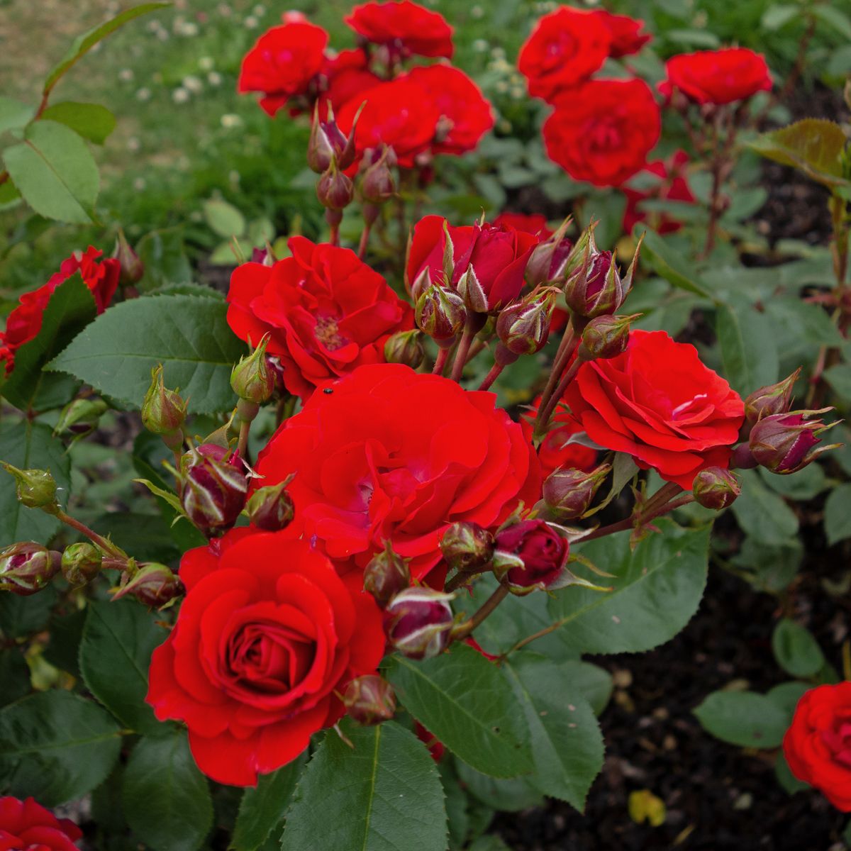 Rabattros / Floribundaros  ALLOTRIA  (Tanal)   A-kv PC