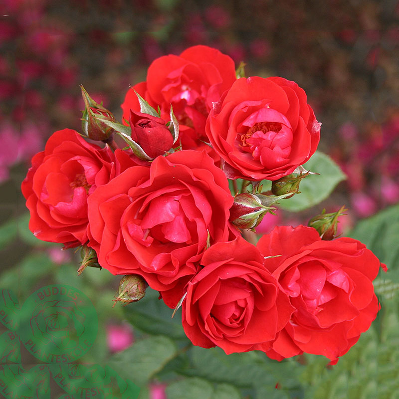 Rabattros / Floribundaros  ALLOTRIA  (Tanal)   A-kv PC - 2