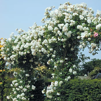 Klätterros /Floribundaros   CLIMBING SCHNEEWI   A-kv PC