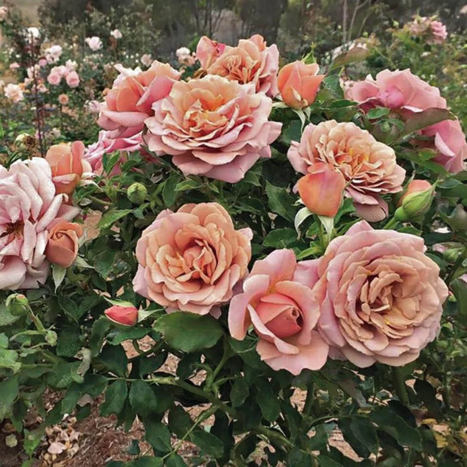 Rabattros / Floribundaros   Koko Loko  A-kv  PC