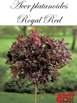 Acer platanoides Royal Red Sh 100-120 Co