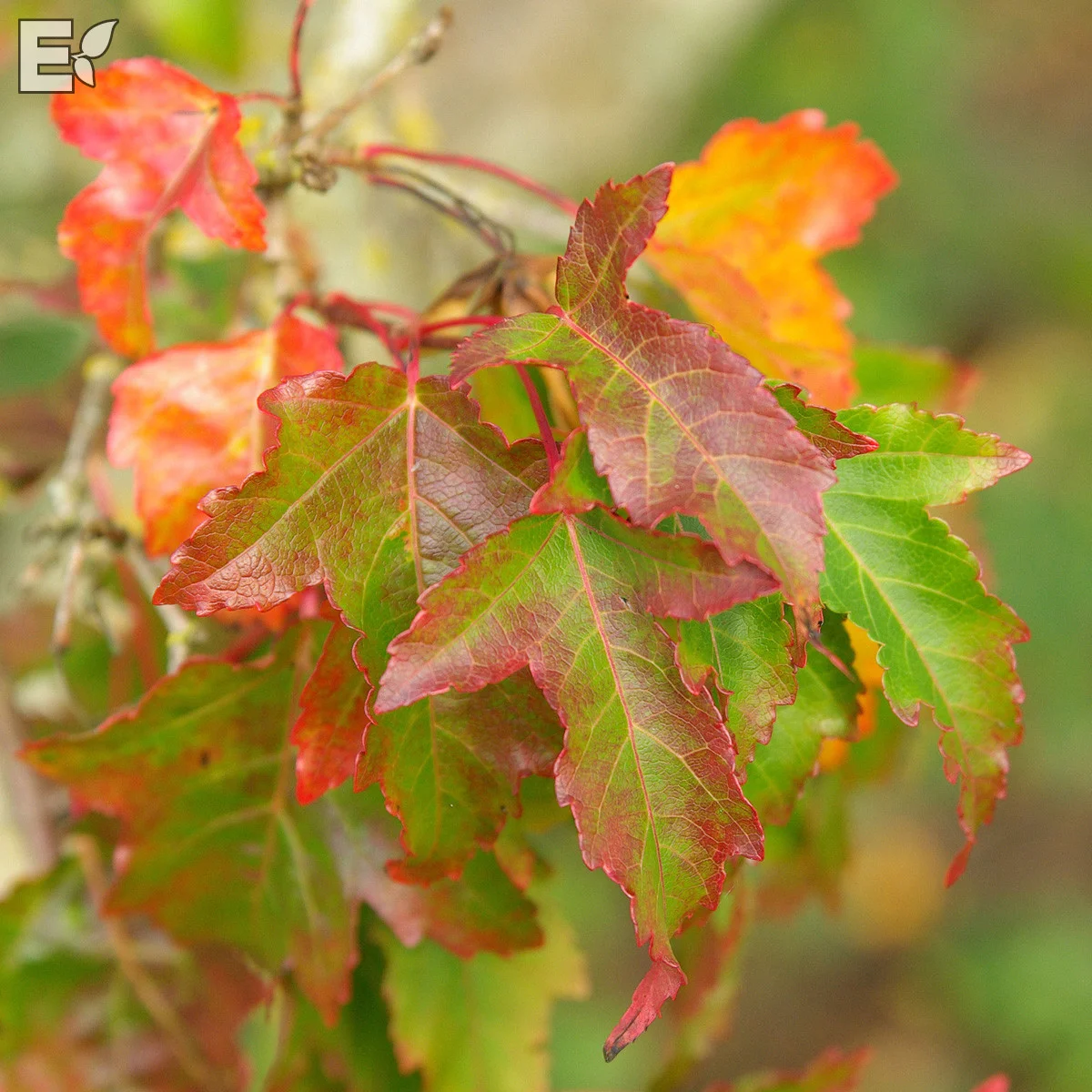 Acer tataricum Fk Falun E Utr 150-200 Co - 2