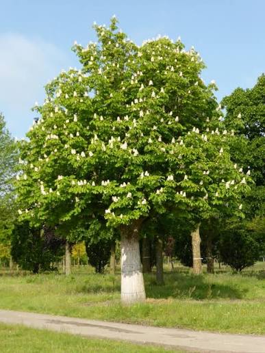 Aesculus hippocastanum Utr 200-250 Co - 4