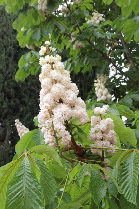 Aesculus hippocastanum Utr 200-250 Co - 2