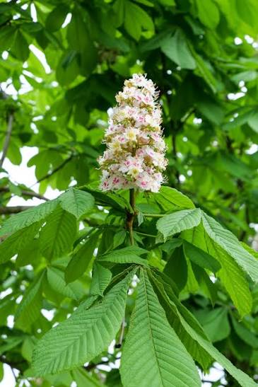 Aesculus hippocastanum Utr 200-250 Co - 3