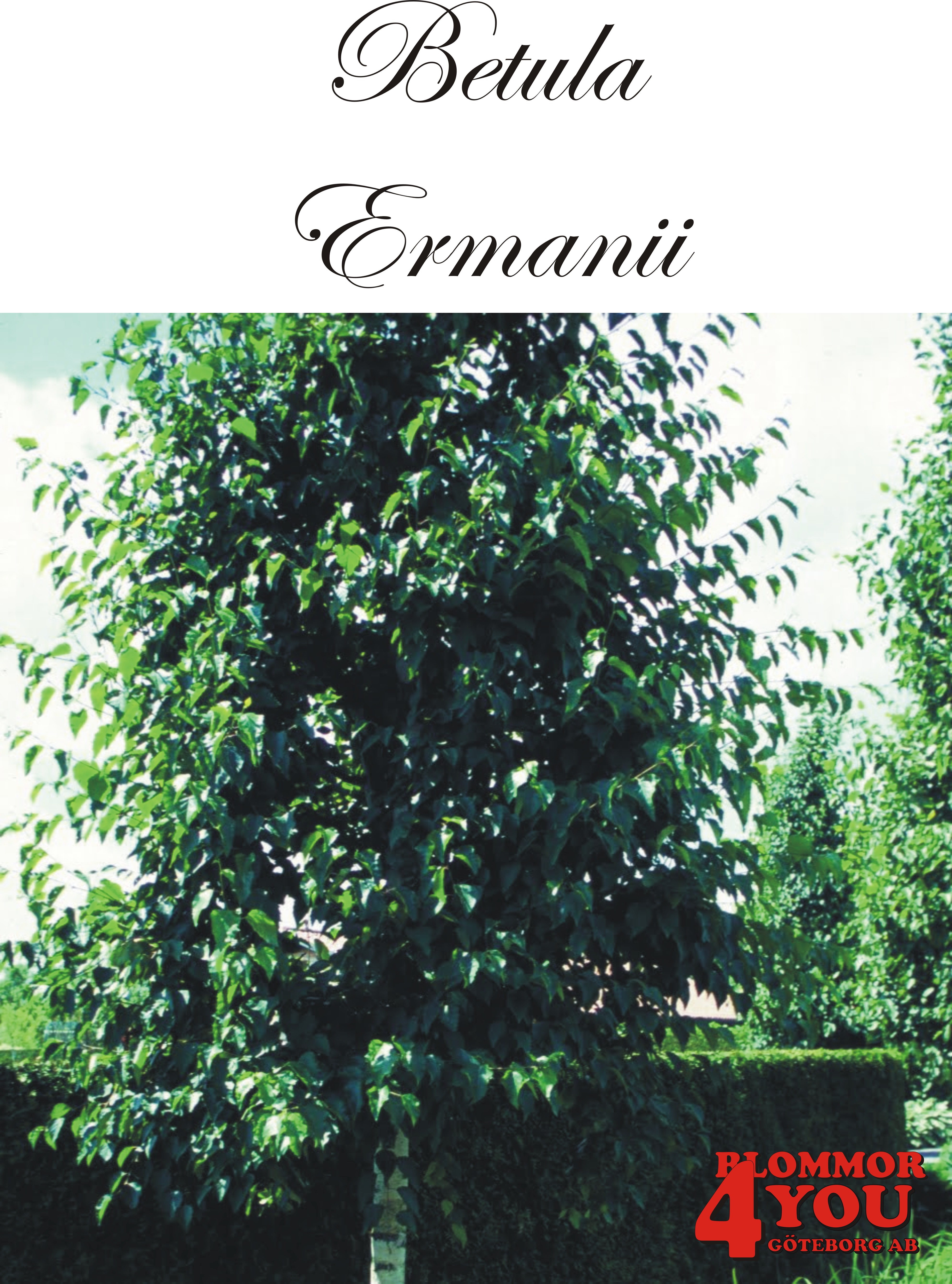 Betula ermanii Utr 150-200 Co