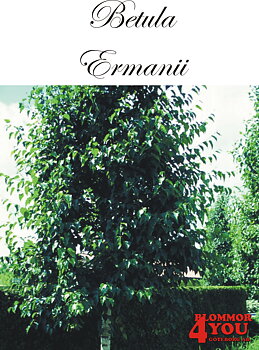 Betula ermanii Utr 150-200 Co