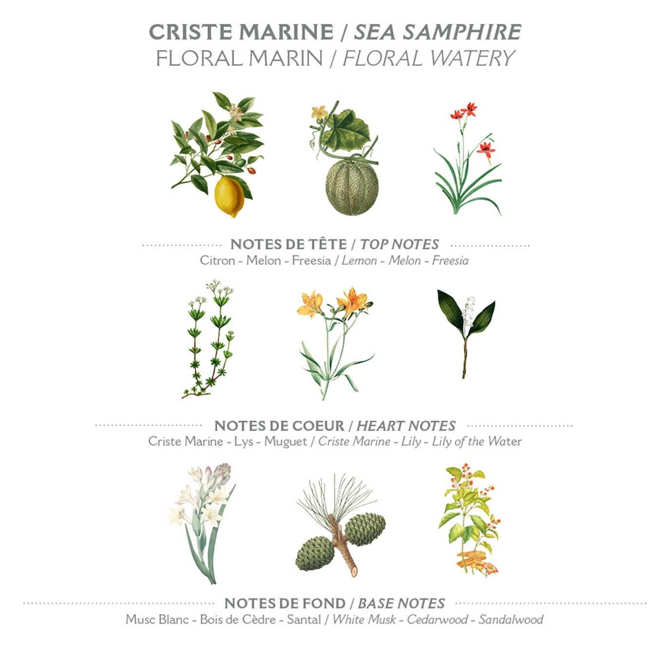 Panier des Sens Sea Samphire Body Lotion (250 ml) - 4