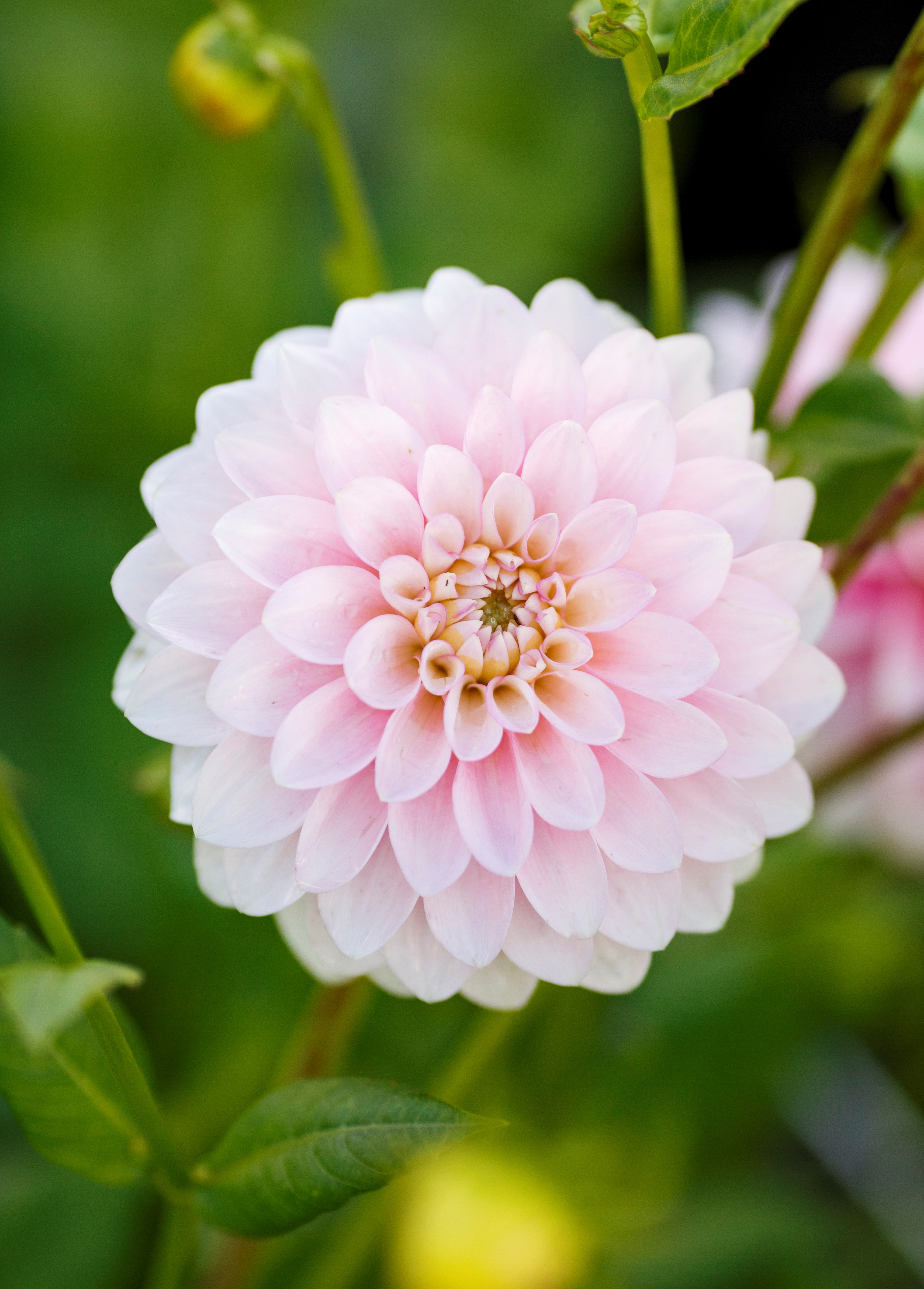 Dahlia Janicks Symphony  Boll