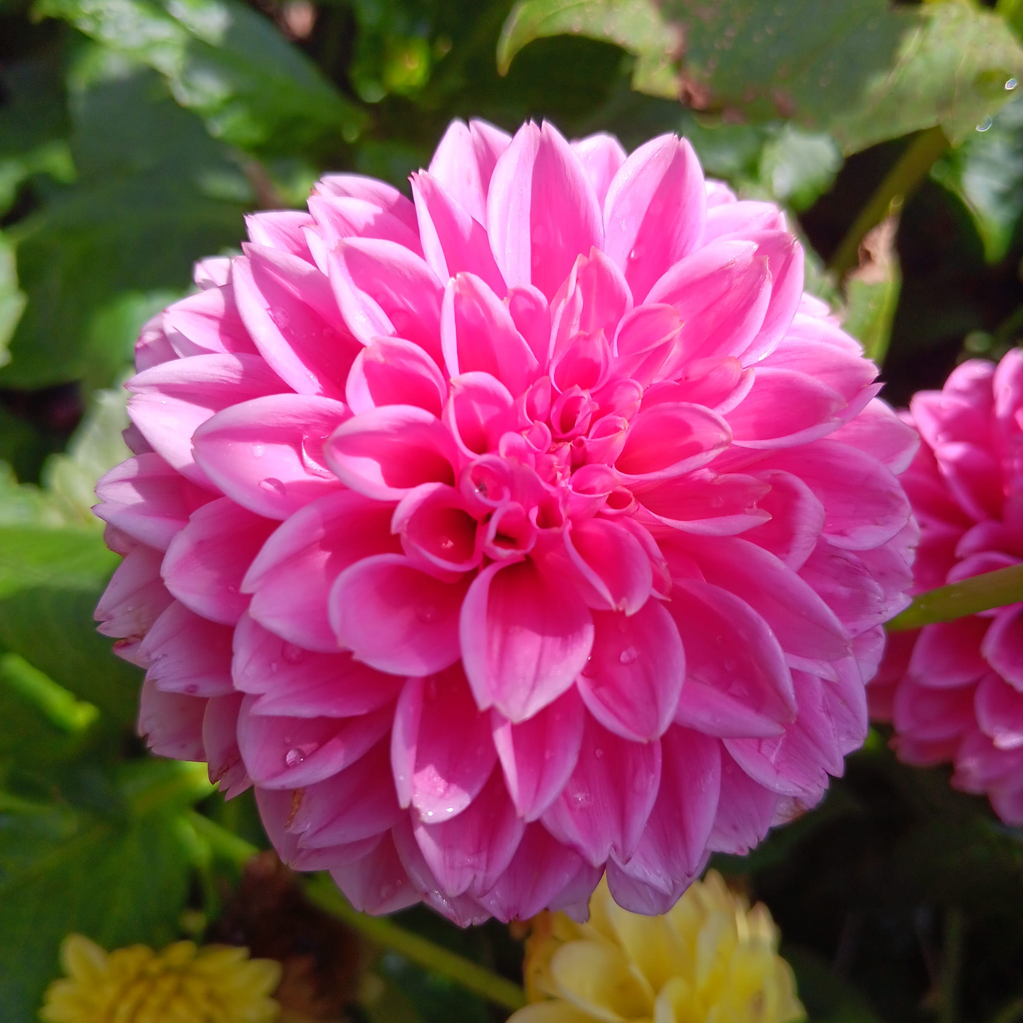 Dahlia Janicks Symphony  Boll - 2