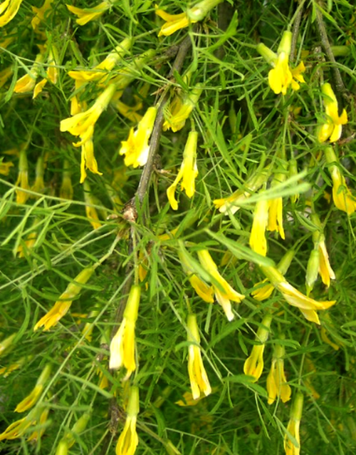 Caragana arborescens Walker Sh 100-120 Co - 3
