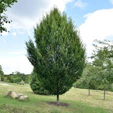 Carpinus betulus Fastigiata Utr 150-175 Co       Krukodlad - 2