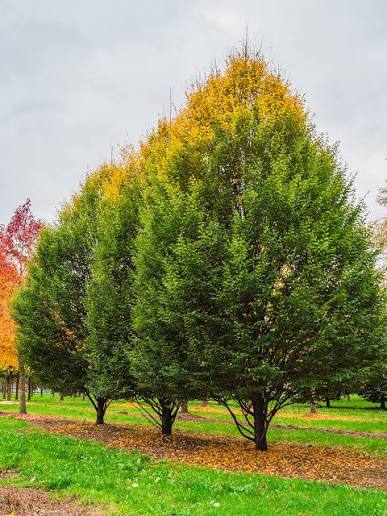 Carpinus betulus Fastigiata Utr 150-175 Co       Krukodlad - 3