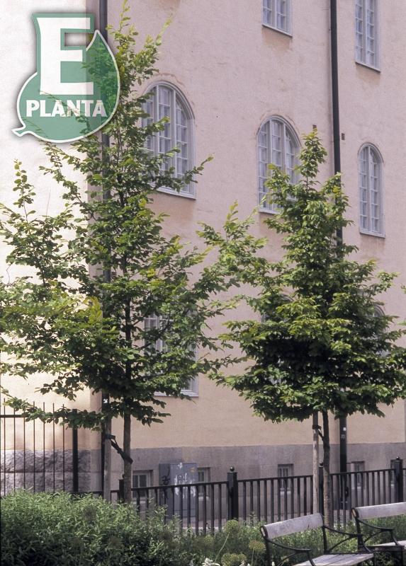 Carpinus betulus Fk Carin E Utr 80-100 Co Krukodlad - 3