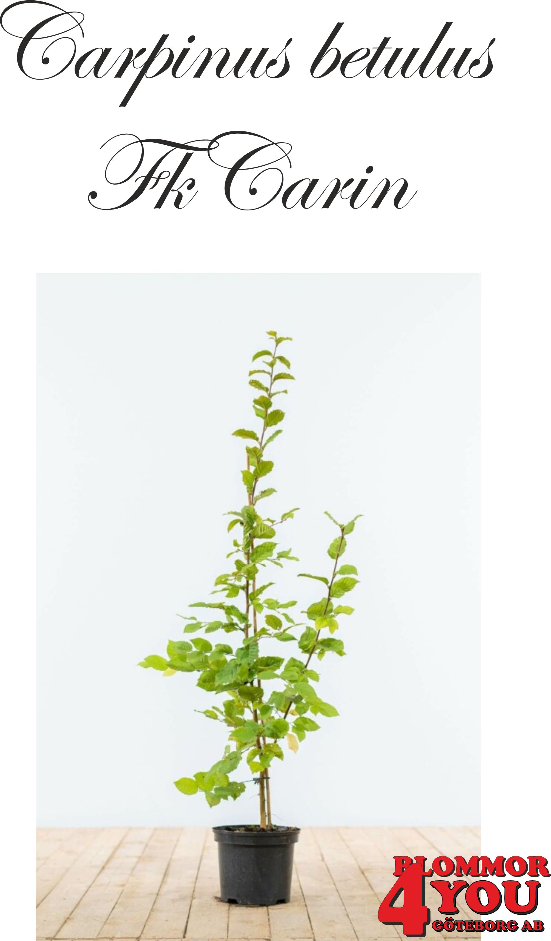 Carpinus betulus Fk Carin E Utr 80-100 Co Krukodlad