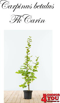 Carpinus betulus Fk Carin E Utr 80-100 Co Krukodlad