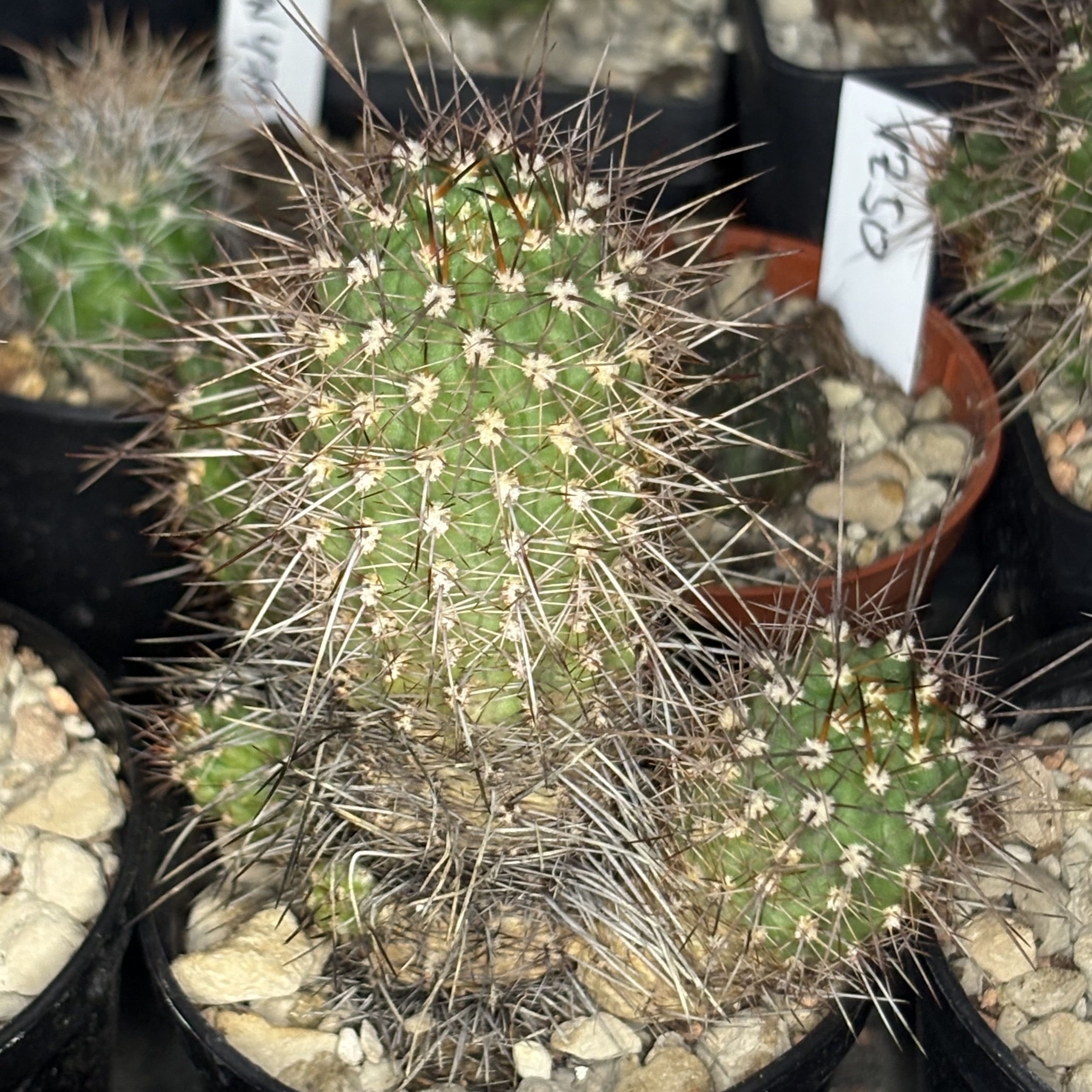 [PLANT/PFLANZE] Lobivia rauschii WR 635
