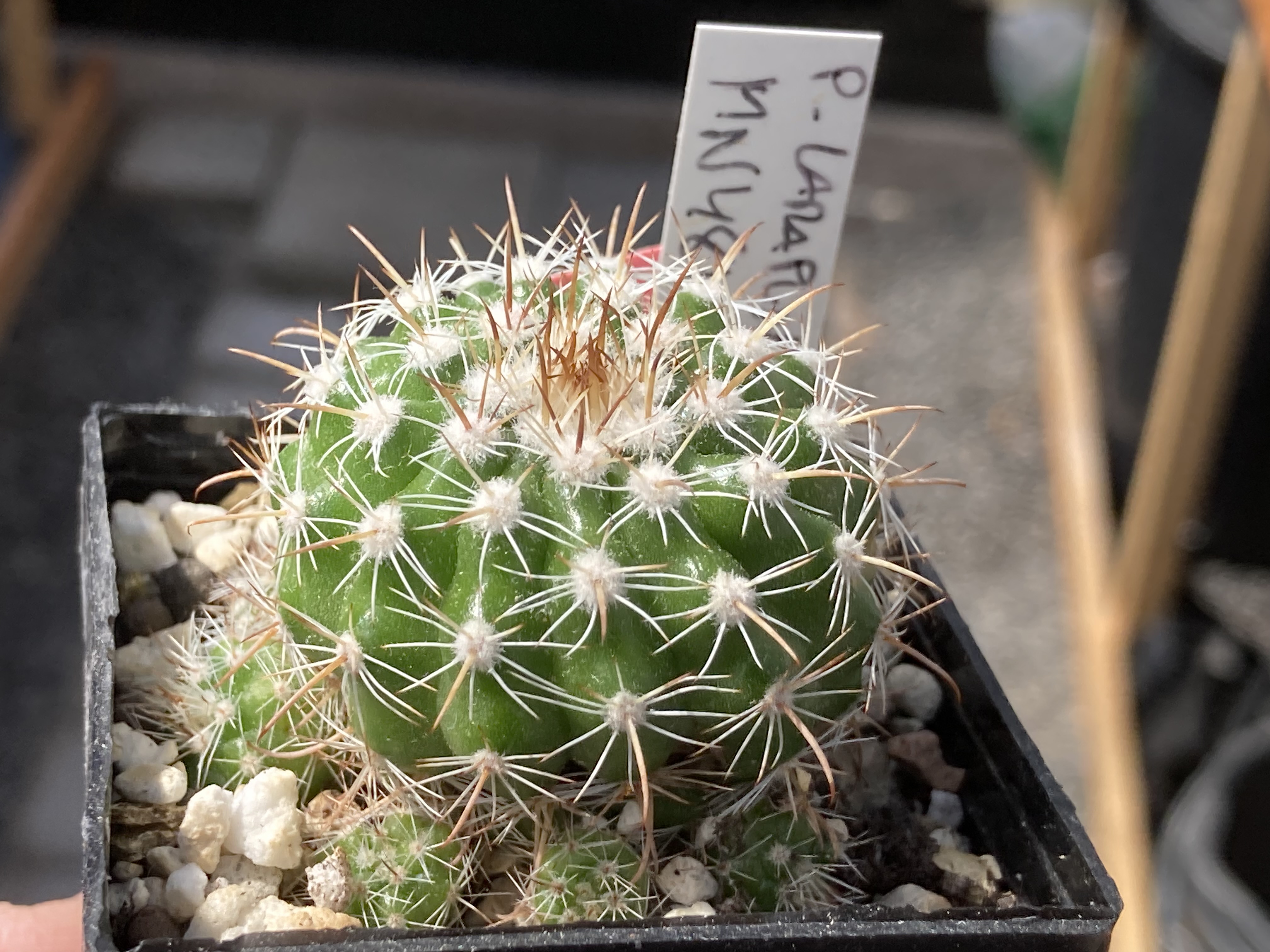 [PLANT/PFLANZE] Parodia larapuntensis MN 481 - 3