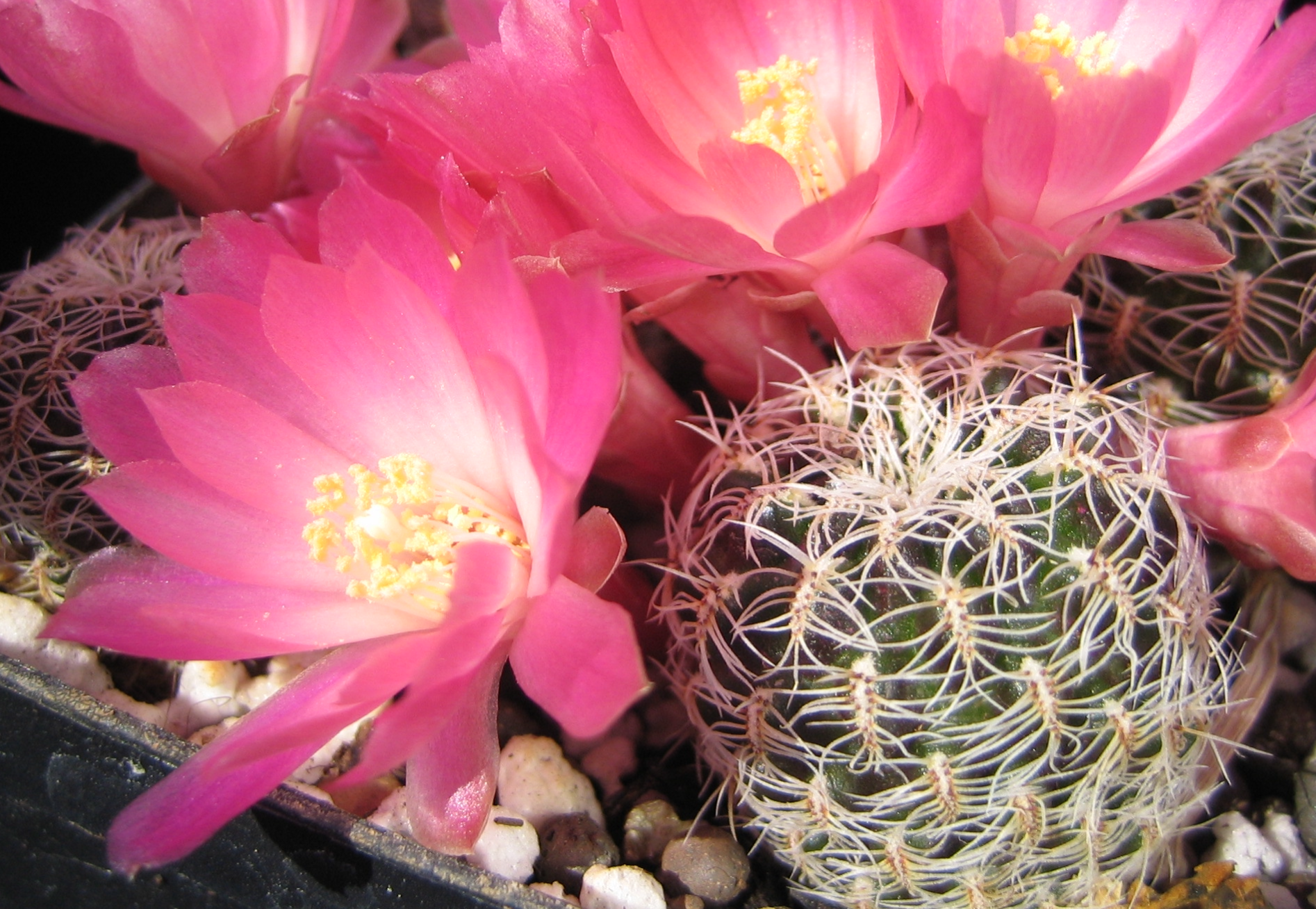 [PLANT/PFLANZE] Sulcorebutia losenyckiana 'albispina' Lau 375 (XL)