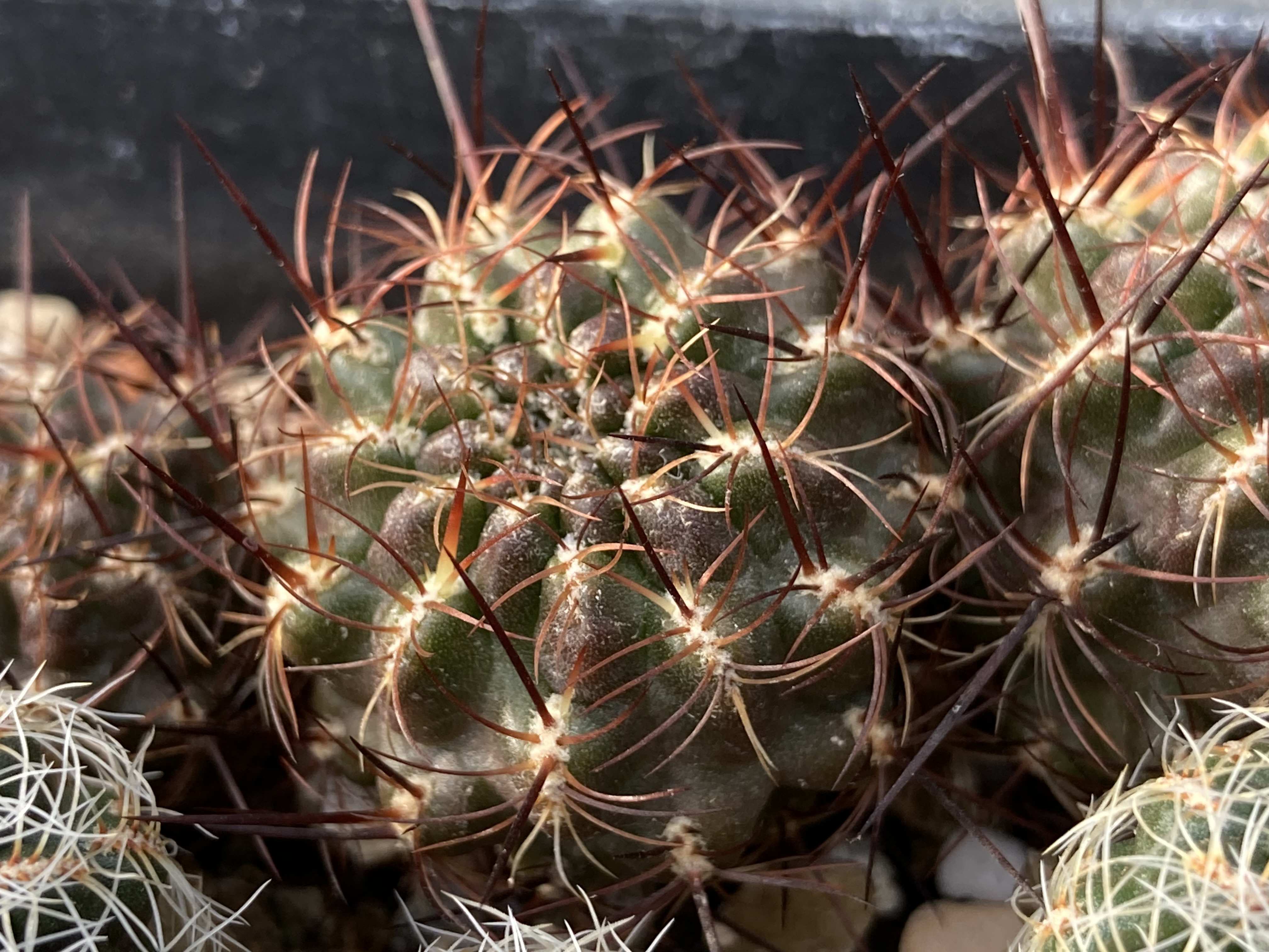 [PLANT/PFLANZE] Sulcorebutia tiraquensis WR 187