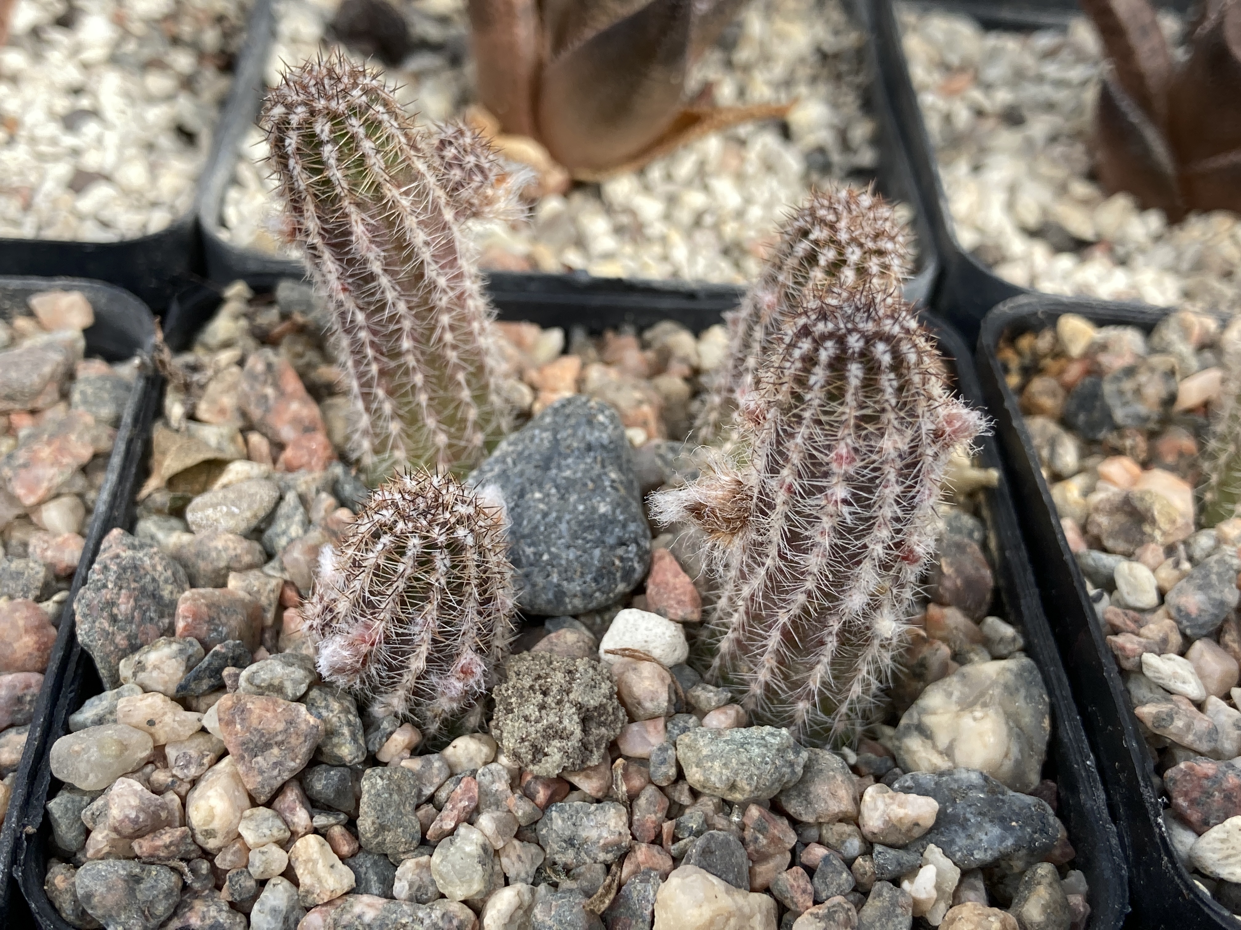 [PLANT/PFLANZE] Chamaecereus cv. Westfield alba - 2