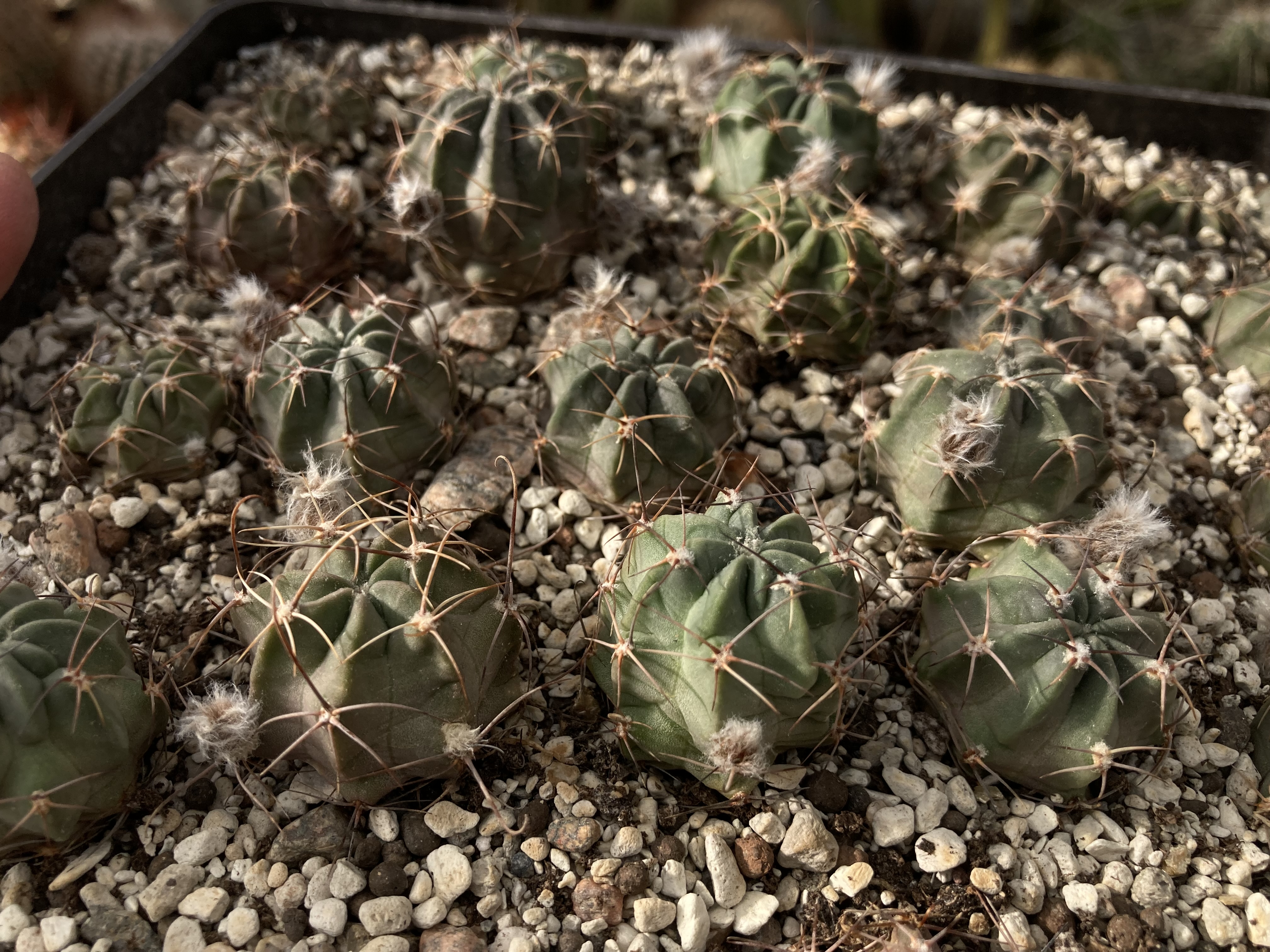 [PLANT/PFLANZE] Lobivia jajoiana v. paucicostata WR 217 x jajoiana v. aurata WR 701 - 2