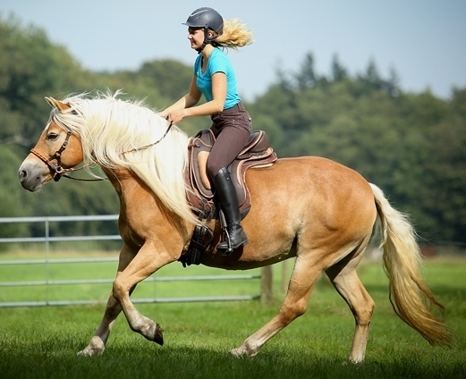 Barefoot® Barrydale (allround, dressyr, hopp, distans), svart/grå - 6