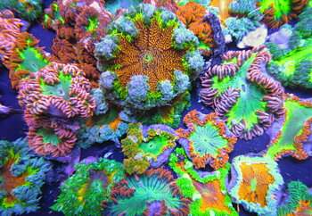 Epicystis crucifer - Rock flower anemon