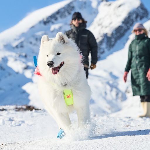Non-Stop Dogwear Freemotion Harness 5.0 Vetovaljaat - Keltainen/vaaleanpunainen/sininen - 8