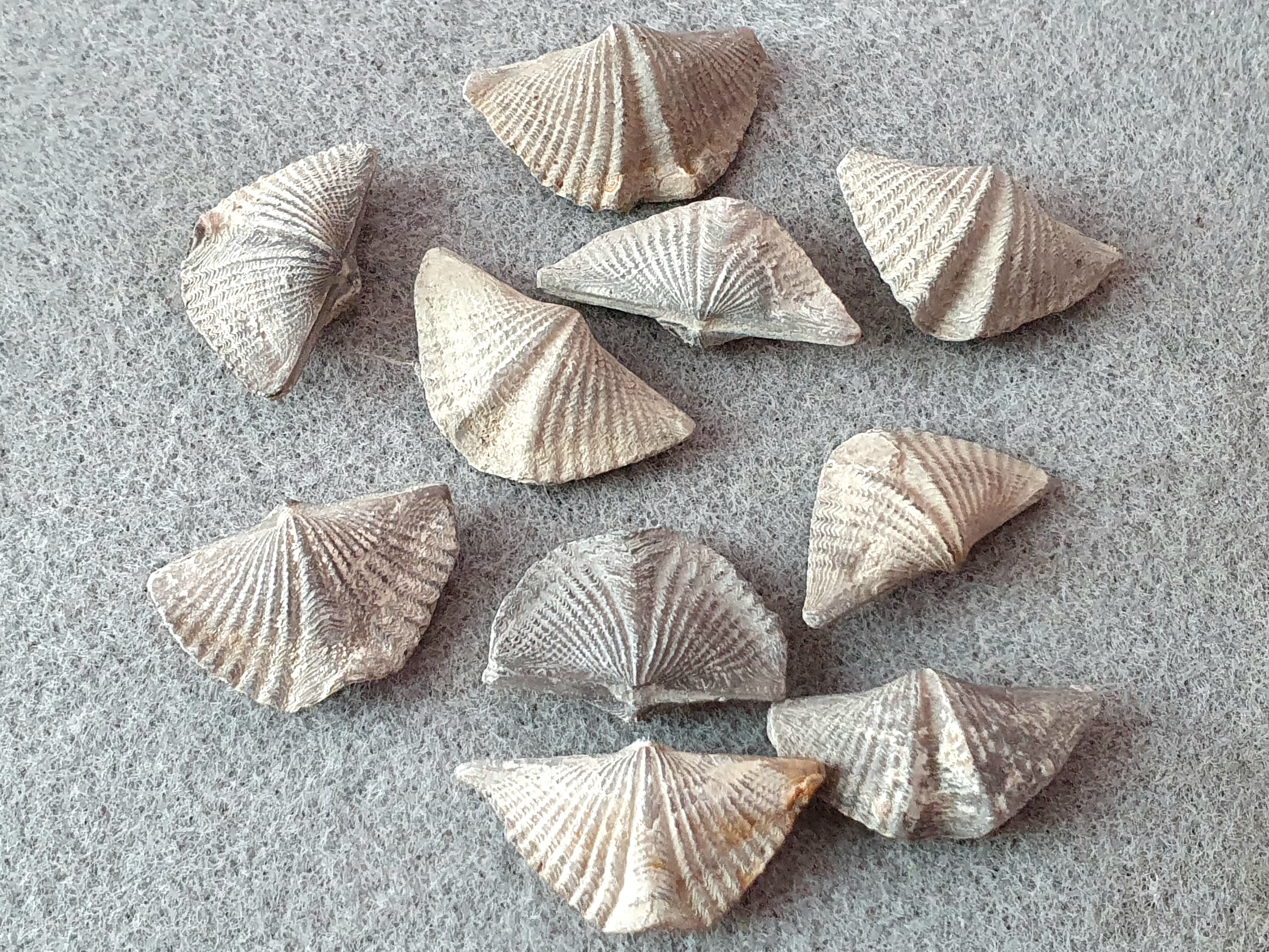 Bracciopod, Kanada ( Devon )