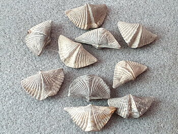 Bracciopod, Kanada ( Devon )