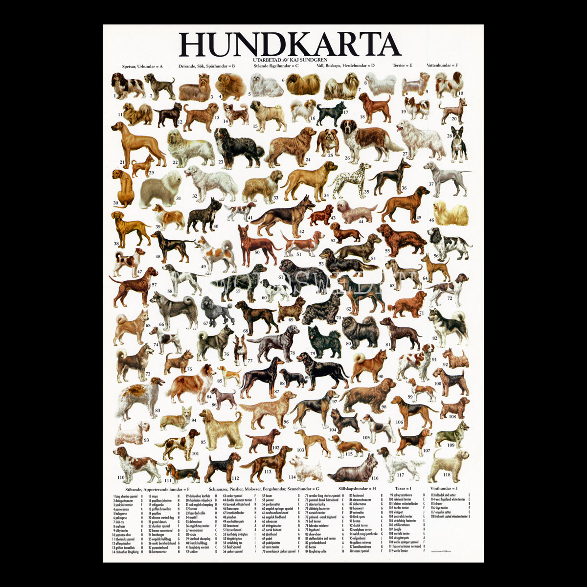 HUNDKARTA Vykort A4 No: 14 av 15