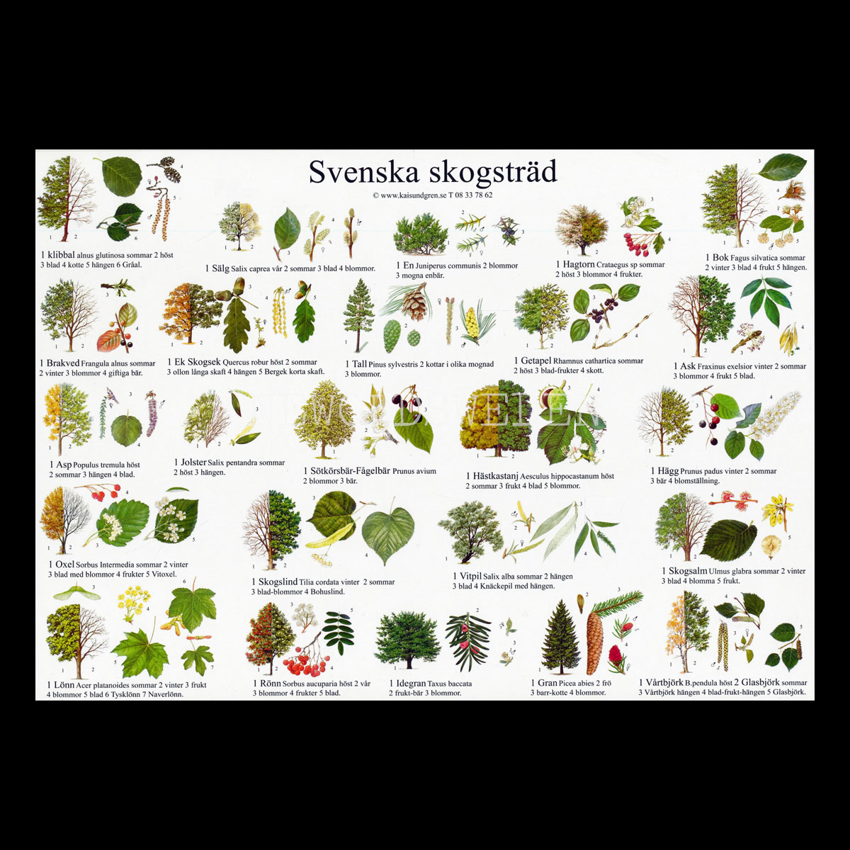 SVENSKA SKOGSTRÄD Vykort A4 No: 2 av 15