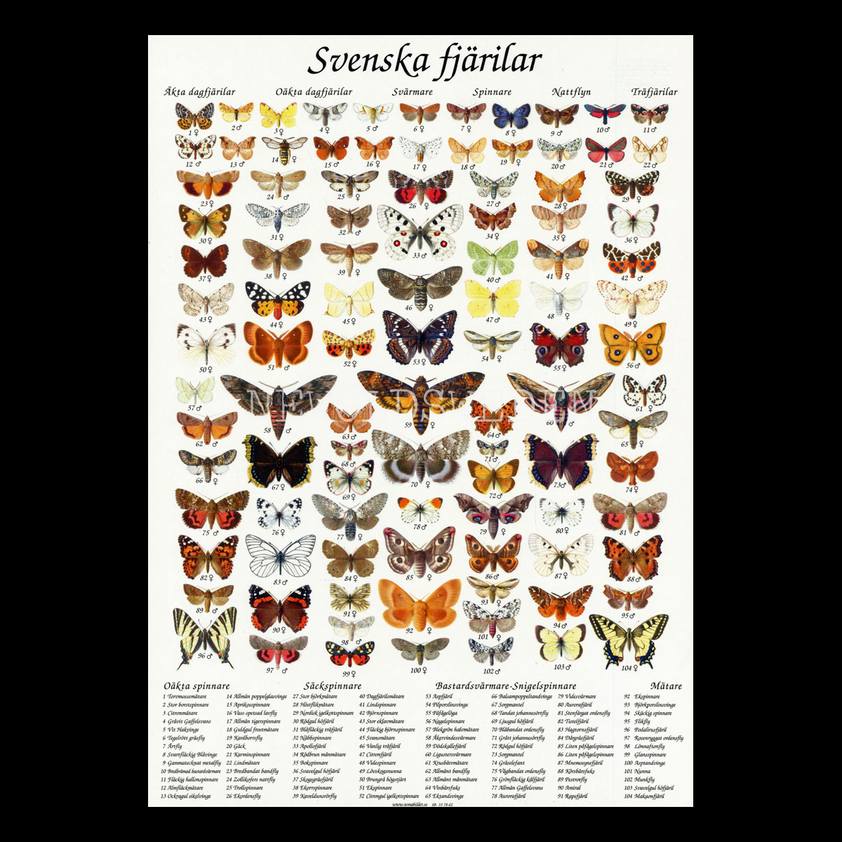 SVENSKA FJÄRILAR Vykort A4 No: 10 av 15