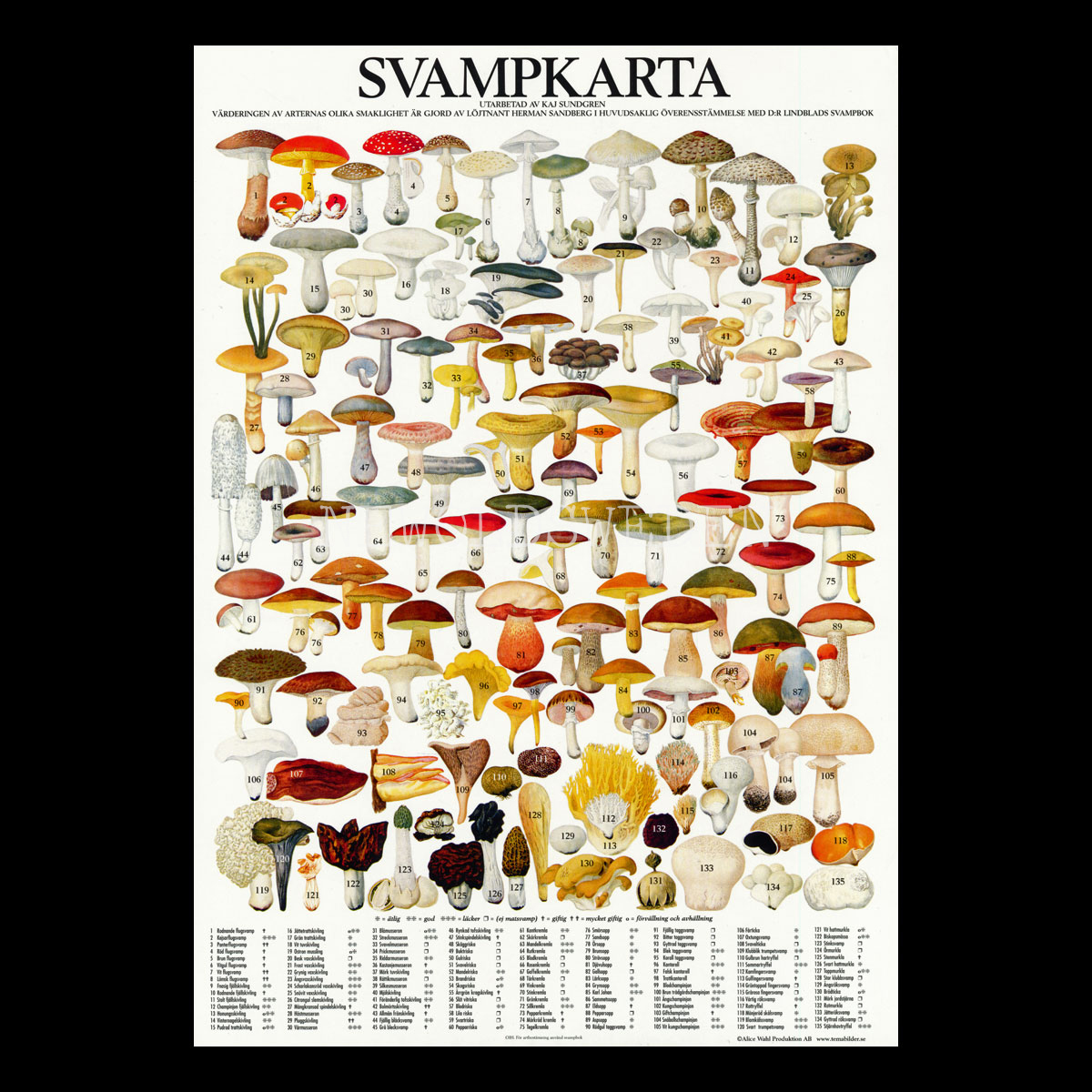 SVAMPKARTA Vykort A4 No: 15 av 15