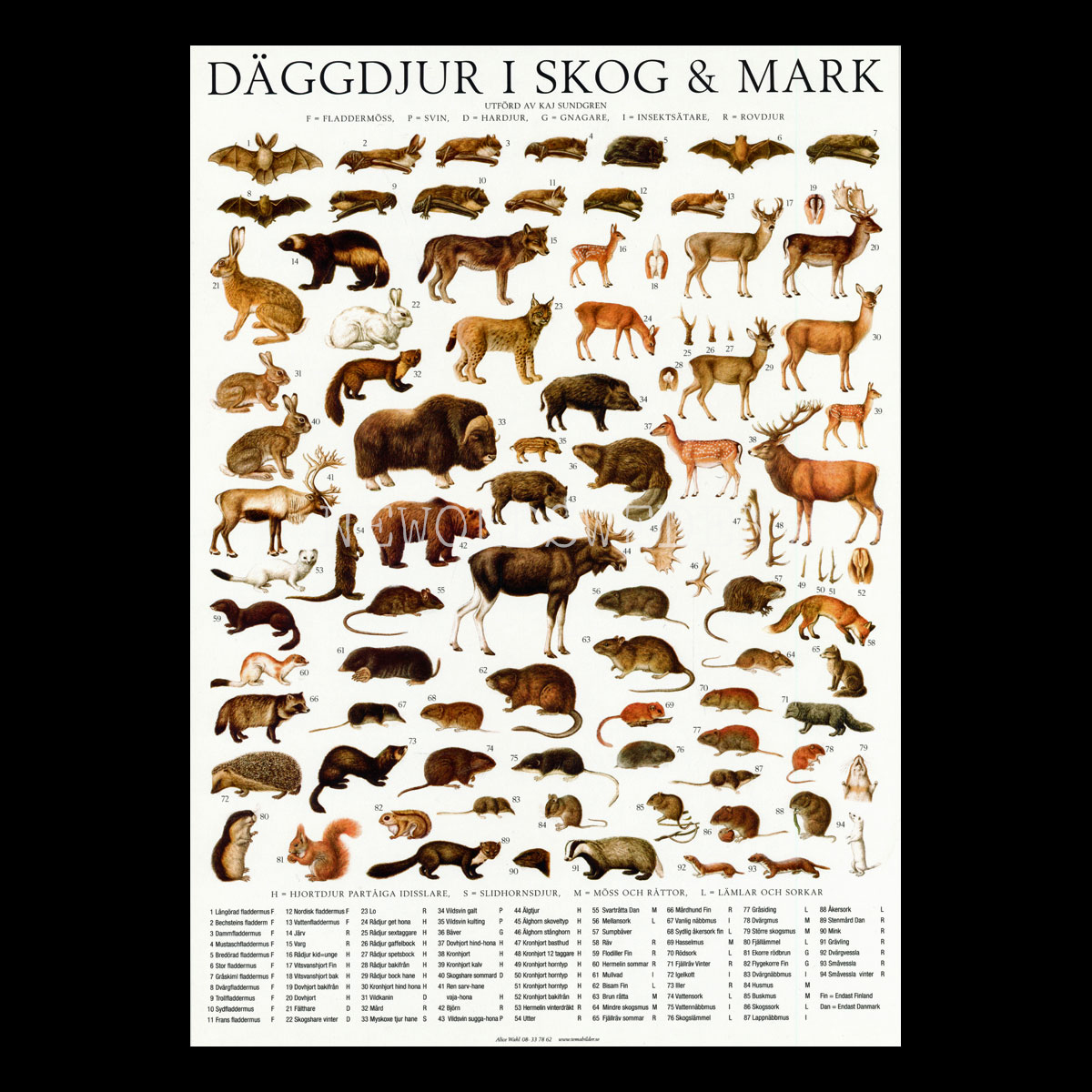 DÄGGDJUR I SKOG OCH MARK Vykort A4 No: 7 av 15