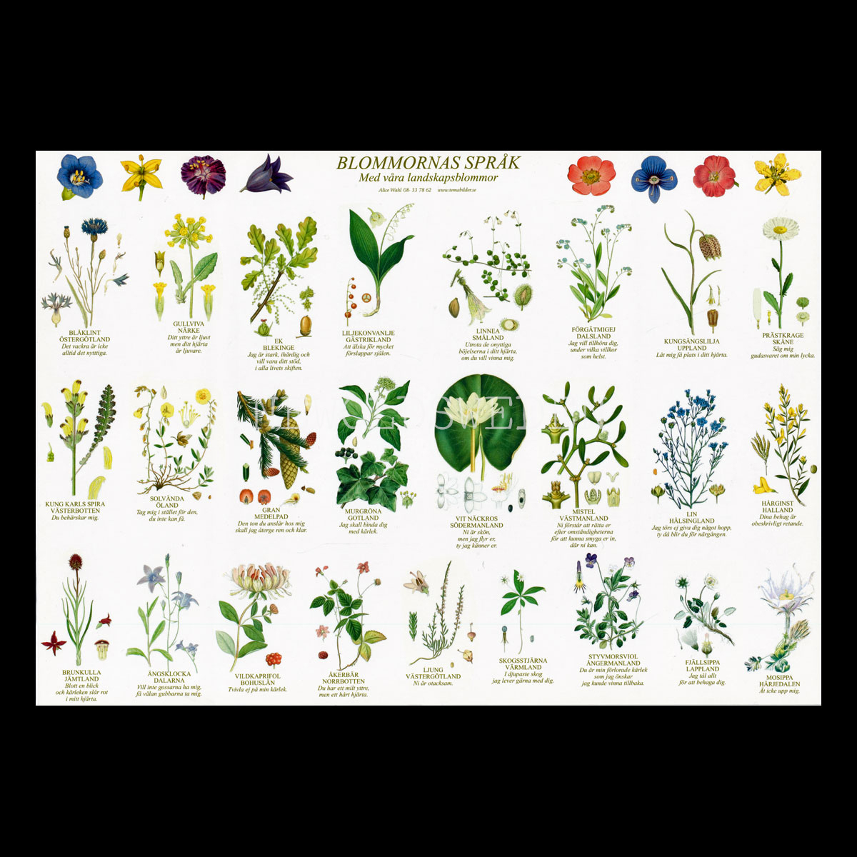 BLOMMORNAS SPRÅK - LANDSKAPSBLOMMOR Vykort A4 No: 6 av 15